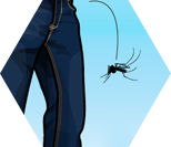 Efeito nocaute